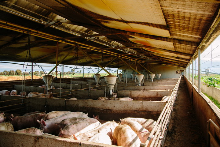 Pigs in sheds