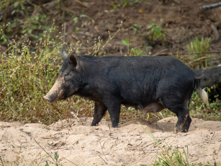 Feral pig standing in sand grass background 