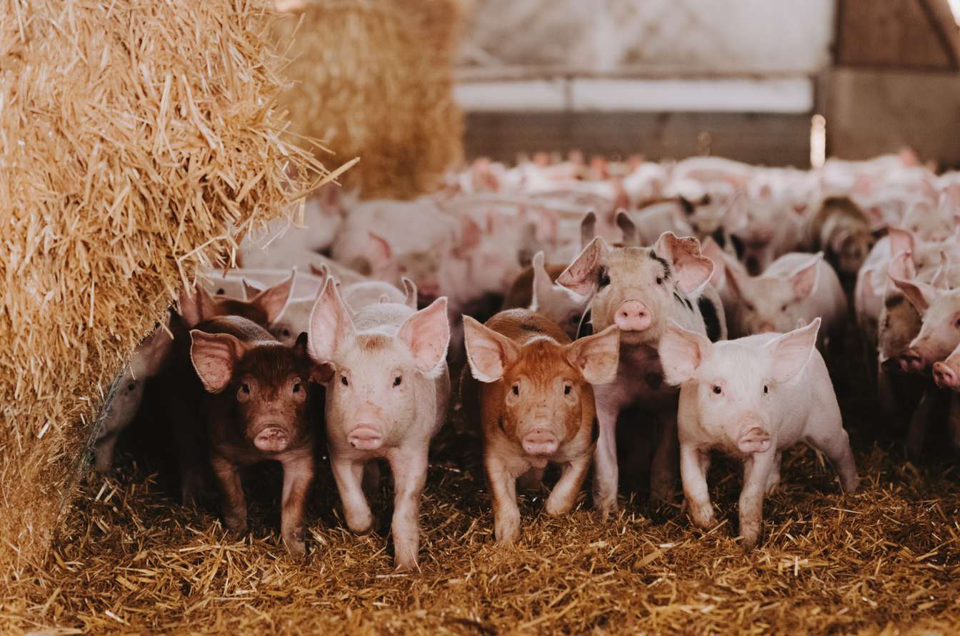 Pigs in hay 