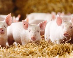 Pigs