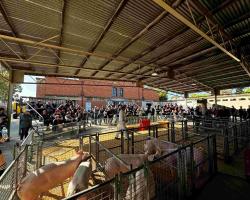 Pigs on show at Adelaide 